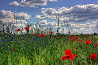 field of poppies and cumulus clouds in a blue sky